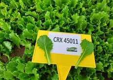 CRX45011, la varietà di lattughino verde consigliata per i cicli estivi 