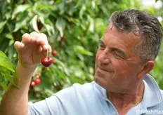 Moreno Morisi guarda le ciliegie con soddisfazione