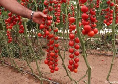 Pomodoro ciliegino dell'azienda GSG Sipione