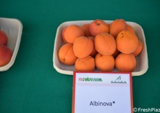 Albinova, albicocca con buona pezzatura