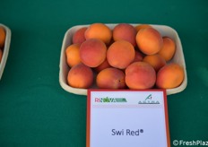 Swi Red ha un'elevata produttività