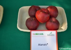 Atanais ha buone produttività e aspetto