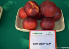 Romagna Big si distingue per pezzatura e sapore