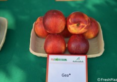 Gea coniuga produttività, pezzatura e sapore