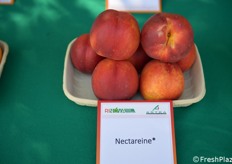 Nectareine: buon aspetto e sapore 