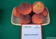 royal Summer ha buon aspetto e pezzatura