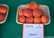 Di Ladycot ai apprezza anche la pezzatura