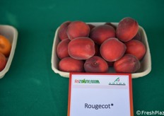 Rougecot, molto produttiva