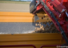 Le patate passano al rimorchio di campo che fa la spola fra la macchina raccoglitrice e il camion per il trasporto in stabilimento