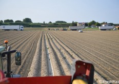 Veduta delle file di patate pronte per essere raccolte