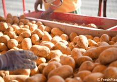 Alcuni operatori tolgono manualmente eventuali sassi, corpi estranei, patate non idonee