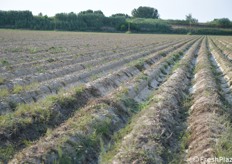 In totale Bertaccini quest'anno ha seminato 10 ettari di patate 