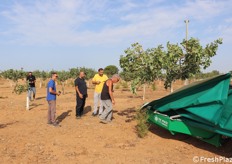 In questo impianto la raccolta è avvenuta in maniera meccanizzata, grazie all'azienda De Masi che ha fornito un scuotitrice a ombrello rovescio.