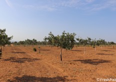 Pistacchieto di 30 ettari situato nell'Agro di Vittoria (RG). 