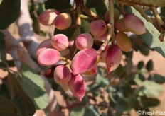 Dettaglio pistacchio sulla pianta