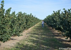 Sono circa 4 gli ettari di nocciolo dell'azienda Sirri a Forlì 