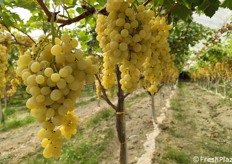 Primo piano dell'uva sulla pianta