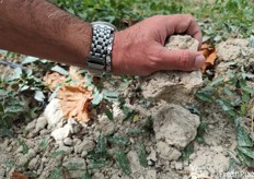 Dettaglio zolla di terra indurita dai mesi di siccità. 