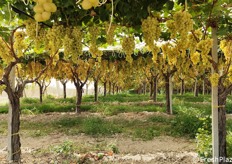 Un vigneto dai grappoli dal colore tipico ambrato dell'uva Italia siciliana, giunta a perfetta maturazione. 