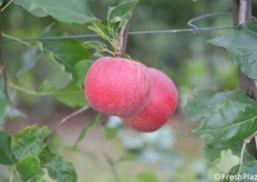 Colore rosso brillante per questa mela e calibro elevato