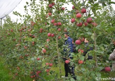 I frutti hanno una elevata tenuta sulla pianta che permette di ritardare la raccolta