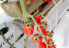 Dettaglio calice del pomodoro datterino dell'azienda Russo