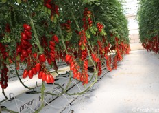 Filare di pomodoro. Come si può osservare quest'azienda si presenta molto in ordine.