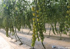 Datterino verde trapiantato in largo anticipo rispetto all'epoca ideale. "Dovevo andare in fiera, in Spagna, e mi serviva un minimo di prodotto a maturazione verde per allestire lo stand, poiché si tratta di una vera e propria nicchia al momento", ha detto Russo.