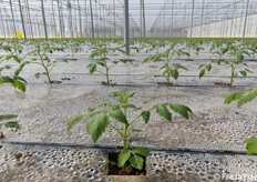 Dettaglio pianta giovane di pomodoro datterino