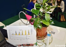 I grafici, di semplicissima lettura, prodotti dal sensore Fylloclip: finalmente è la pianta stessa a dirci se e quando ha bisogno di essere irrigata!