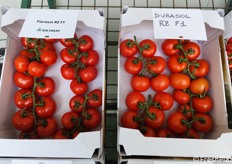 Varietà di pomodoro tondo liscio a grappolo