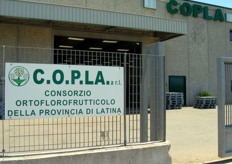 FreshPlaza si è recata in visita presso il Consorzio C.O.P.LA di Fondi, in provincia di Latina. Il Consorzio, fondato nel 1965, sta conoscendo una nuova stagione dal 2004, quando sono state realizzate le infrastrutture del centro operativo, comprendenti magazzino, linee di lavorazione e uffici direzionali. C.O.P.LA fa parte della UNAPROA, l'Unione Nazionale Associazioni Produttori Ortofrutticoli, Agrumari e frutta in guscio.