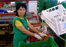 Una delle addette alla lavorazione del ciliegino. Sul suo volto traspare la soddisfazione per i risultati di una mansione svolta con cura.