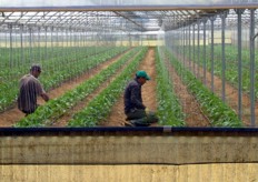 Accompagnati da Michele Catena e da Giuseppe Piccione, visitiamo alcune tra le aziende agricole dei soci produttori della C.O.P.LA. Qui siamo nell'azienda della famiglia Maggiacomo, specializzata nella produzione di pomodoro ciliegino e altri ortaggi. L'azienda si estende su due ettari e opera sin dagli anni '60.