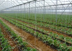 All'interno della serra è stato da poco eseguito il trapianto delle piante di ciliegino Shiren.