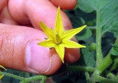 Giuseppe ci mostra una curiosità. I leggeri segni di colore arancione nella parte centrale del fiore indicano che un bombo ha visitato questa corolla. Le zampine dell'insetto hanno infatti scalfito la delicata superficie del fiore, che in seguito si è ossidata.