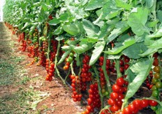 I grappoli di ciliegino sembrano collane di corallo che spiccano tra le foglie verdi.