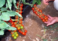 "Il grappolo di ciliegino Shiren porta mediamente tra 15 e 20 frutti. La resa per ettaro è in base al momento del trapianto. Giuseppe spiega: "In media si ottengono 500-700 quintali ad ettaro, con punte di 900 quintali per il trapianto effettuato in febbraio."