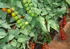 Questa immagine mostra molto bene il processo di maturazione nelle piante di pomodoro. I grappoli maturano dal basso verso l'alto sulla pianta e dalla radice alla punta nel singolo grappolo. La raccolta viene dunque eseguita in diversi passaggi, eventualmente eliminando i frutticini in punta al grappolo, che risultassero meno maturi.