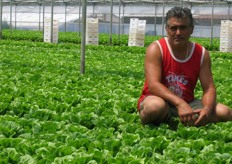 Un ritratto del produttore, Pasquale D'Arcangelo. Il periodo della produzione delle insalate va da settembre fino a maggio.