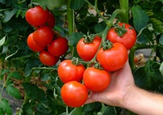 L'azienda di Pasquale D'Arcangelo produce anche pomodoro rosso a grappolo. Questa particolare varietà (Ikram della Syngenta) ha il pregio di essere molto consistente e perciò resistente alle manipolazioni e di non essere soggetta a spaccatura. Molto lunga anche la shelf-life.