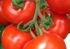 "Tra le diverse varietà di pomodoro rosso a grappolo, viene coltivata anche questa selezione della De Ruiter Seeds ("Rovente"). Il tecnico Giuseppe spiega: "La colorazione, il gusto e la resa produttiva di questa varietà sono eccezionali. Gli unici limiti consistono nella disomogeneità dei diversi frutti sullo stesso grappolo e in una minore shelf-life rispetto all'Ikram."