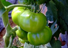 Un dettaglio del pomodoro verde Caramba. Questa varietà si distingue tra l'altro per la perfetta uniformità dei frutti anche sui palchi superiori.