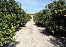 Filari di agrumi presso l'azienda La Mariarosa di Scordia (CT), aderente al Consorzio Arancia Rossa IGP e tra i soci fondatori della OP Terre e Sole di Sicilia.