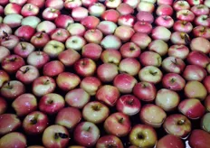 Tra le ultime iniziative di Rivoira c'e' la stipula di un contratto con la societa' Canadese PICO (Okanagan Plant Improvement Company) per la produzione e la vendita in esclusiva di una nuova promettente varieta' di mela: Ambrosia.