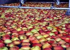 Ambrosia e' una mutazione spontanea, frutto di un incrocio tra tre tipi di mele diverse: la Red Delicious (mela rossa), la Gold Delicious (mela gialla) e la Jonagold. Due produttori canadesi la scoprirono per caso nei loro frutteti alla fine degli anni Ottanta.