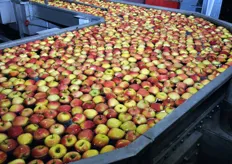 I diritti della varieta' sono detenuti da PICO (Okanagan Plant Improvement Company), un centro ricerche a Summerland, in Canada. Rivoira SpA detiene l'esclusiva di commercializzazione della mela Ambrosia in Europa, Medio Oriente e Nord Africa.
