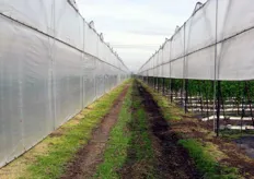 "Le coltivazioni di fragole e piccoli frutti vengono effettuate sotto serra e mediante la tecnica del "fuori suolo"."