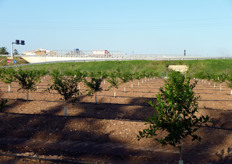 "Si e' svolta nel Metapontino, il 23 ottobre 2010, la "Giornata tecnica sull'agrumicoltura", promossa e organizzata dal gruppo vivaistico CO.VI.L. - Consorzio Vivaisti Lucani, (Scanzano Jonico - MT), con il contributo di Tubex Advancing Growth, (UK), Panagriteam Irrigazione (Scanzano J.co - MT) e Officina Palmieri Group (Scanzano J.co - MT)."