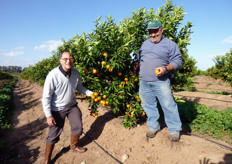 "L'Ing. Nunzio Riccardi (a sinistra nella foto), titolare dell'Azienda agricola "S. Fara - Riccardi" (Metaponto - MT) e il suo collaboratore Antonio Blumetti mostrano, soddisfatti per i risultati raggiunti, i frutti prossimi alla raccolta (ultima decade di ottobre) di una pianta al terzo anno di "Corsica 2", allevata su "baula", con sesto di impianto 5m x 3m (660 piante/ha)."